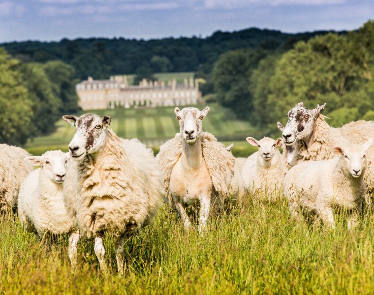 Boughton Estate Sheep at Boughton House