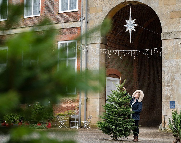 Christmas Christmas Trees
